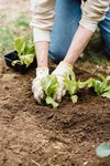 ogrodoterapia terapia przy pracy nad ogrodem