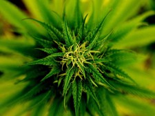e-recepta medyczna marihuana